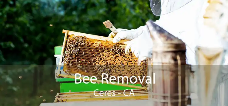 Bee Removal Ceres - CA