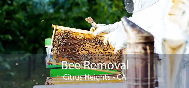 Bee Removal Citrus Heights - CA
