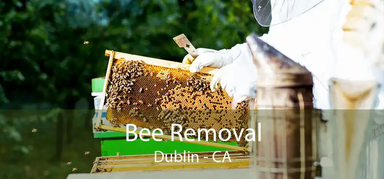 Bee Removal Dublin - CA