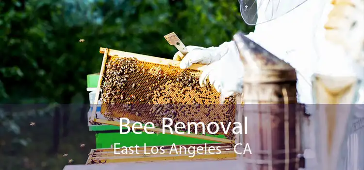Bee Removal East Los Angeles - CA