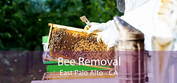 Bee Removal East Palo Alto - CA