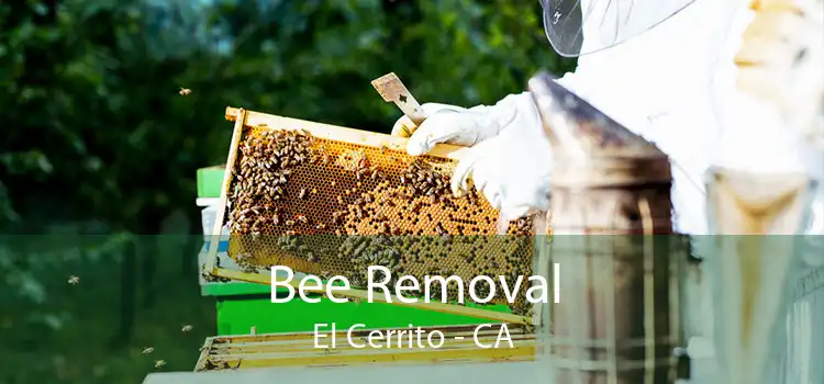 Bee Removal El Cerrito - CA