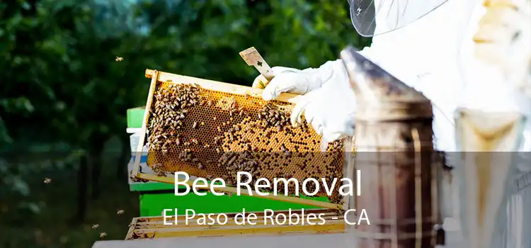 Bee Removal El Paso de Robles - CA