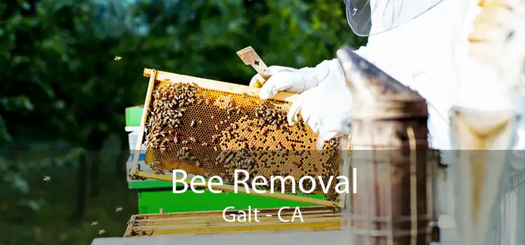 Bee Removal Galt - CA