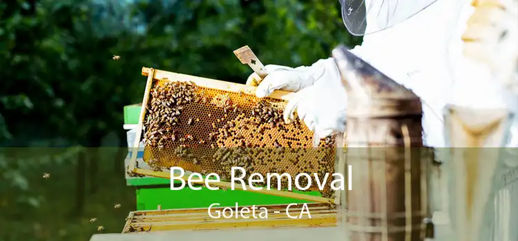 Bee Removal Goleta - CA