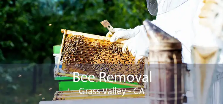 Bee Removal Grass Valley - CA