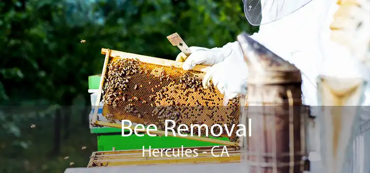 Bee Removal Hercules - CA