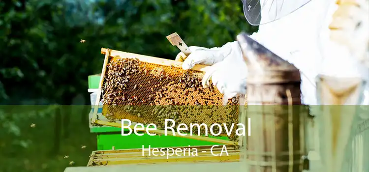 Bee Removal Hesperia - CA