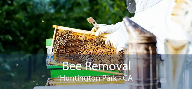 Bee Removal Huntington Park - CA