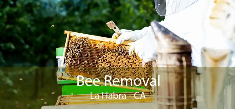 Bee Removal La Habra - CA