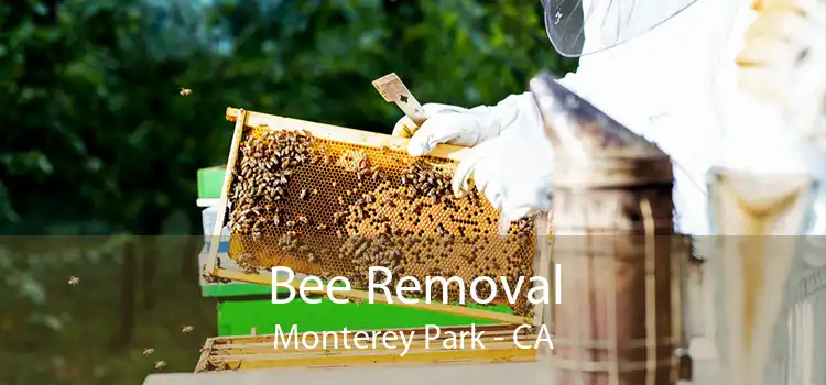Bee Removal Monterey Park - CA