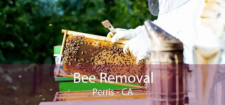 Bee Removal Perris - CA