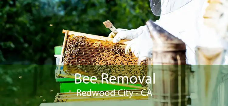 Bee Removal Redwood City - CA