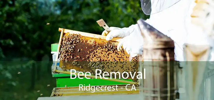 Bee Removal Ridgecrest - CA