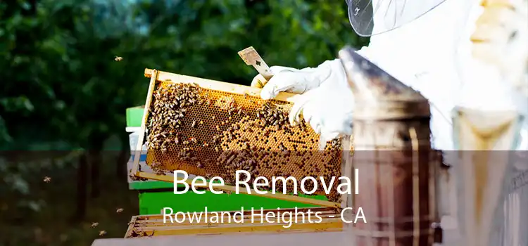 Bee Removal Rowland Heights - CA