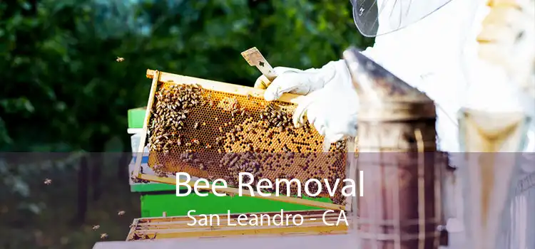Bee Removal San Leandro - CA