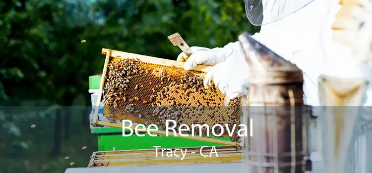 Bee Removal Tracy - CA