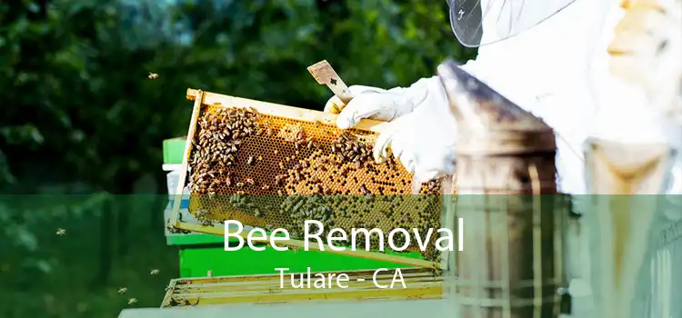 Bee Removal Tulare - CA