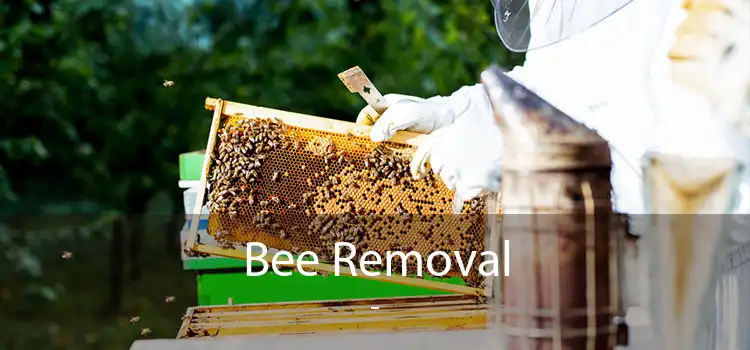 Bee Removal  - 