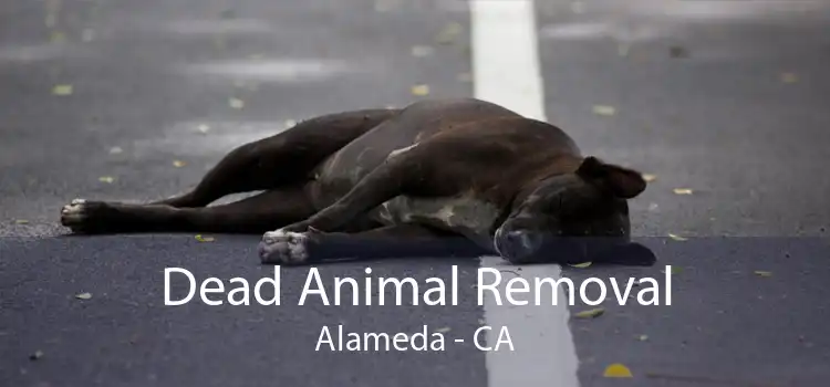 Dead Animal Removal Alameda - CA