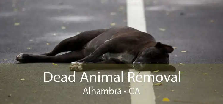 Dead Animal Removal Alhambra - CA