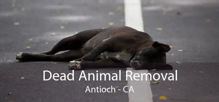 Dead Animal Removal Antioch - CA