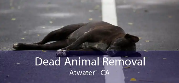Dead Animal Removal Atwater - CA