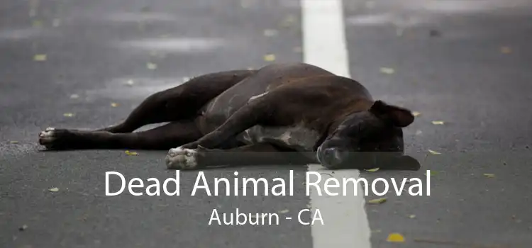 Dead Animal Removal Auburn - CA