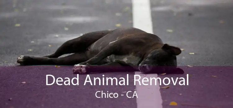 Dead Animal Removal Chico - CA