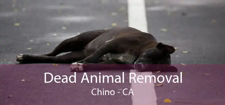 Dead Animal Removal Chino - CA