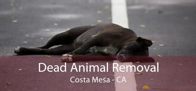 Dead Animal Removal Costa Mesa - CA