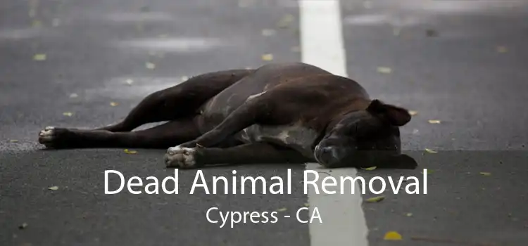 Dead Animal Removal Cypress - CA
