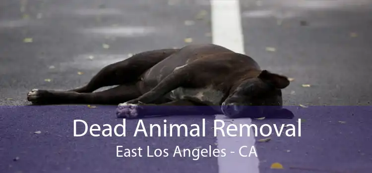 Dead Animal Removal East Los Angeles - CA
