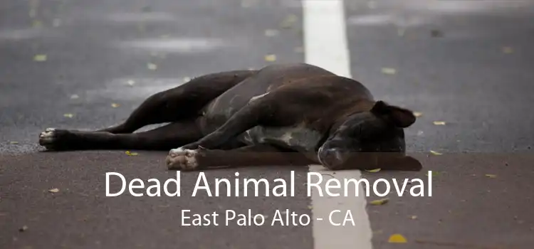 Dead Animal Removal East Palo Alto - CA