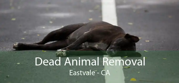 Dead Animal Removal Eastvale - CA