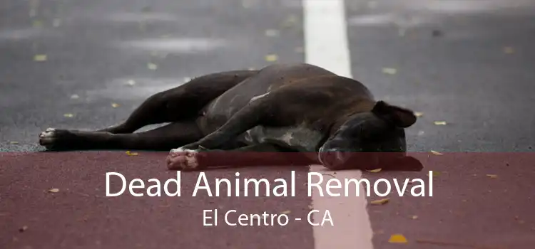 Dead Animal Removal El Centro - CA