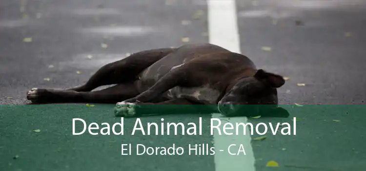 Dead Animal Removal El Dorado Hills - CA