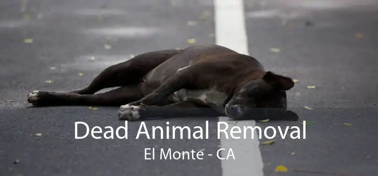 Dead Animal Removal El Monte - CA