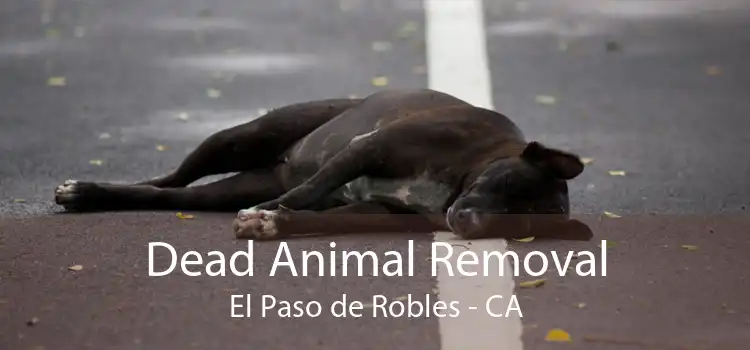 Dead Animal Removal El Paso de Robles - CA