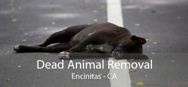 Dead Animal Removal Encinitas - CA