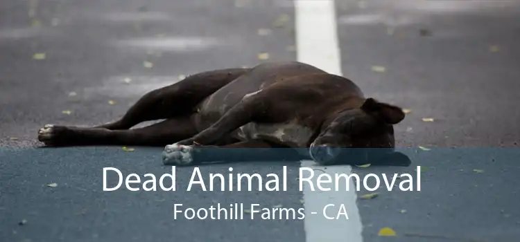 Dead Animal Removal Foothill Farms - CA