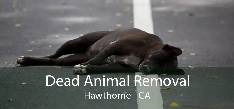 Dead Animal Removal Hawthorne - CA