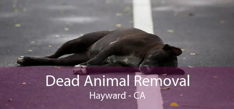 Dead Animal Removal Hayward - CA