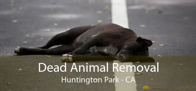 Dead Animal Removal Huntington Park - CA