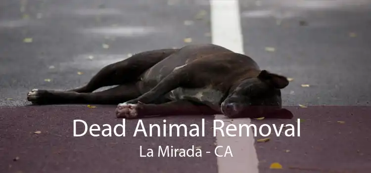 Dead Animal Removal La Mirada - CA