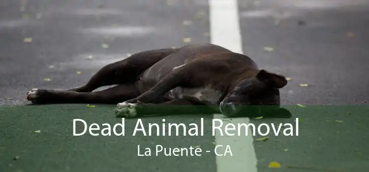 Dead Animal Removal La Puente - CA