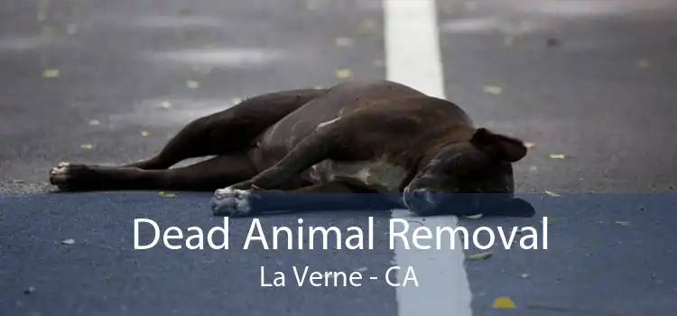 Dead Animal Removal La Verne - CA