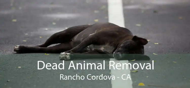 Dead Animal Removal Rancho Cordova - CA