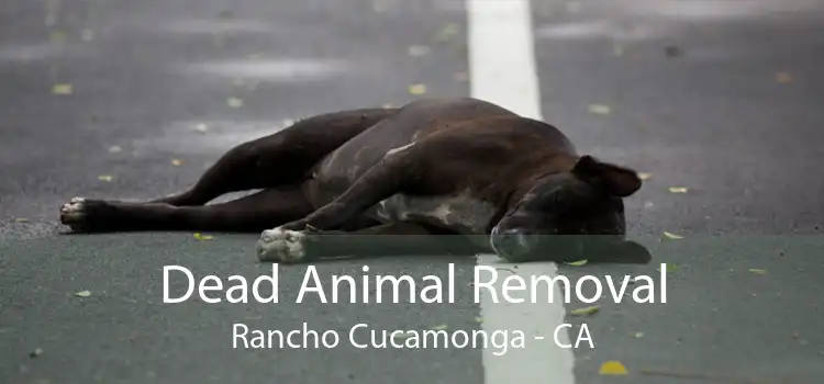 Dead Animal Removal Rancho Cucamonga - CA