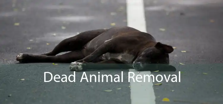 Dead Animal Removal 